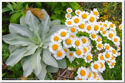 140625_Tanacetum-parthenium_004