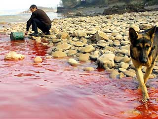 China Yellow River Pollution - water pollution photos-3