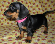 DACHSHUND