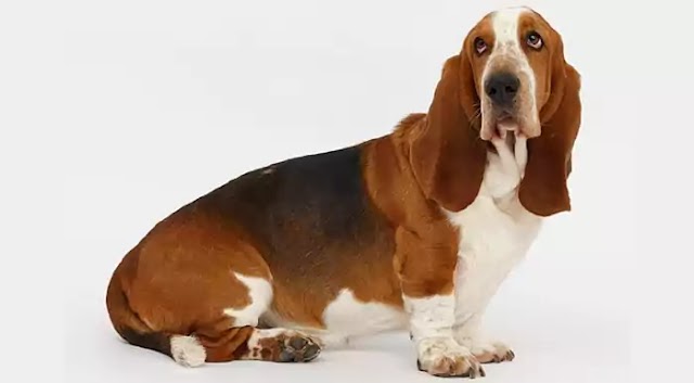 Basset Hound Dog Breed Info: Price, Characteristics, Aggressiveness & Facts