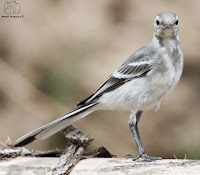 Juvenil de lavandera blanca