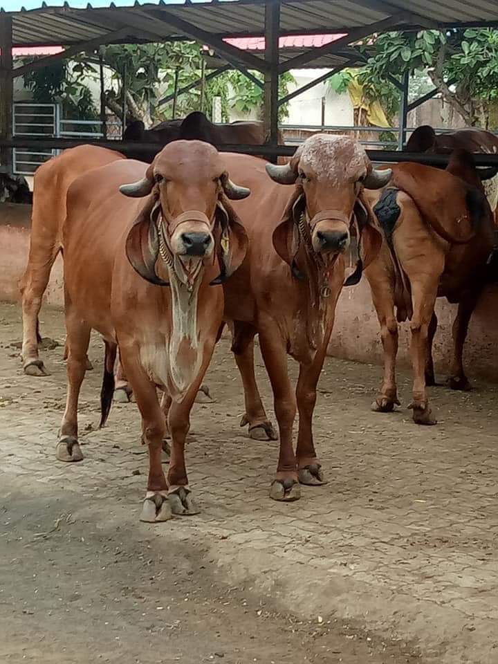 Neck disease in animals