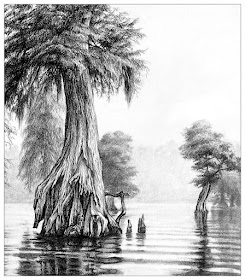 07-Bald-Cypress-tree-Animals-and-Nature-Drawings-Kristin-Frost