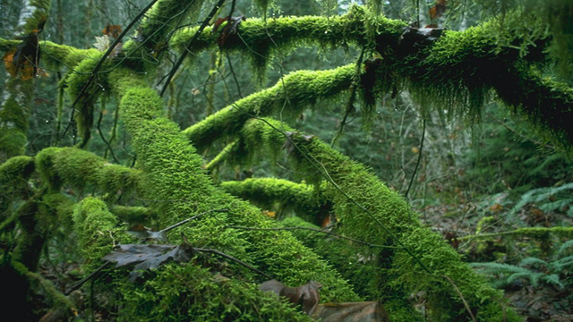 Chocó, ColombiaThis region in Colombia receives 11,770 cm (463.4 inches, or 38 ft, 6 inches) of rain per year making it the world’s rainiest lowland.