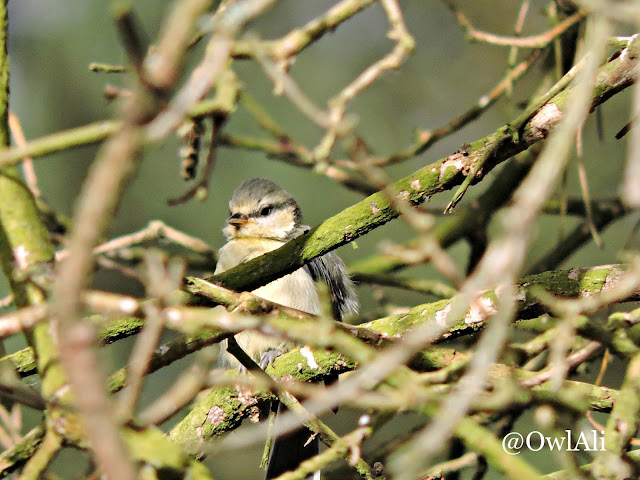 A fledgling blue tit in a nest of branches