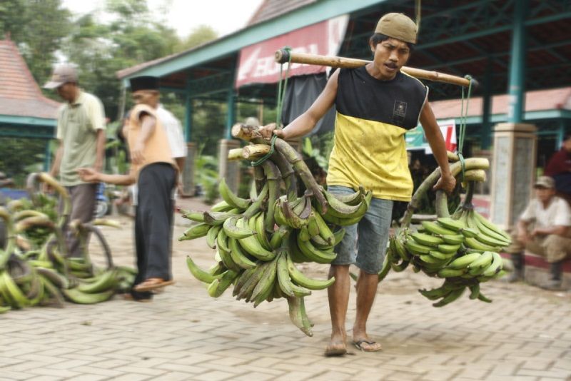 Ingin Tau Pisang  Agung Talun Yuk Lihat Gambar  Gambar  