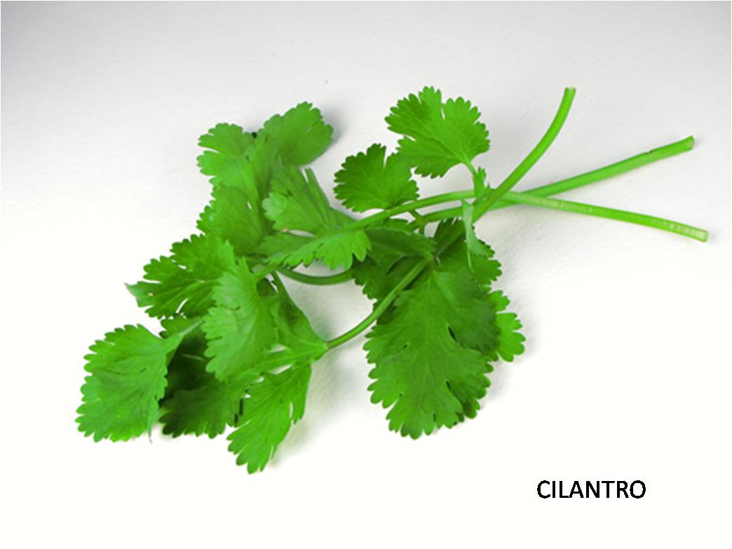 Cilantro CILANTRO, OUR HERB OUR FLAVOR