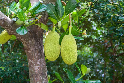 Jackfruit