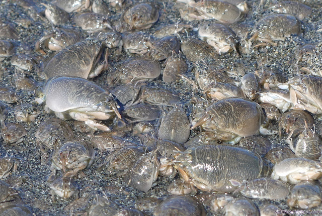 two inch long sand crabs