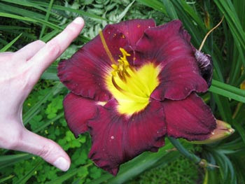 Bela Lugosi daylily w/scale