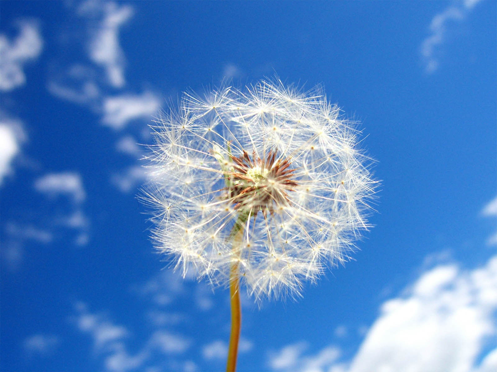 Dandelion Flower Wallpaper