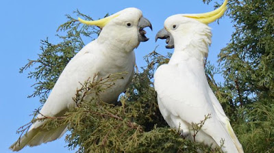 Burung kakatua jambul kuning