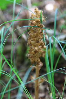 Néottie nid d'oiseau (Neottia nidus-avis) Fontainebleau