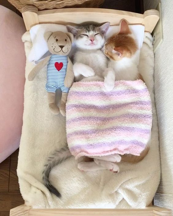 Cute cat beds