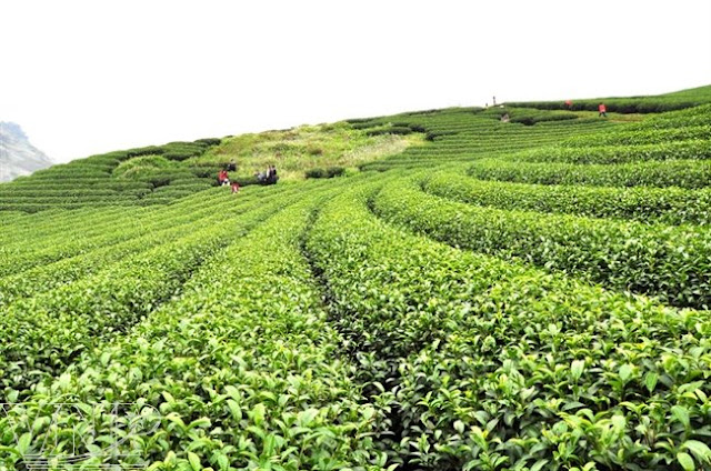 Green tea fields in Moc Chau Plateau