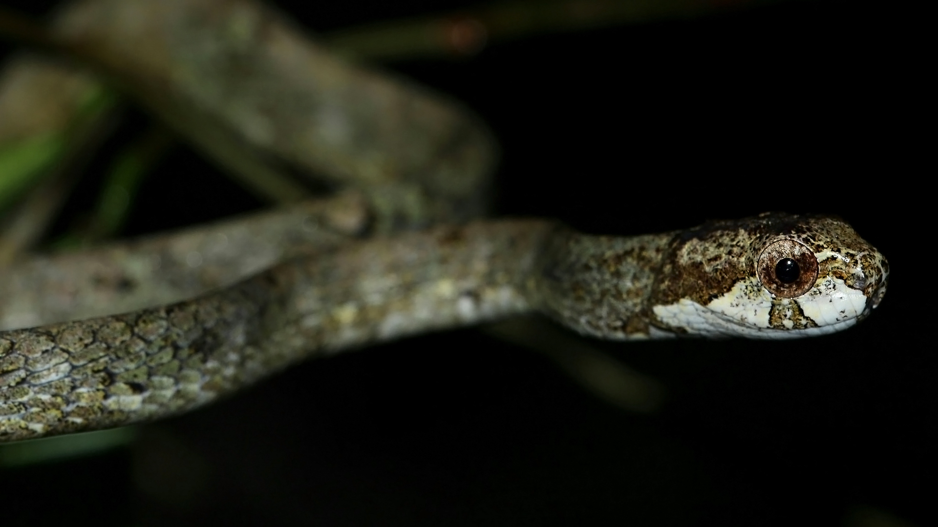 Blunt-headed Slug Snake Aplopeltura boa photo by Jojo De Peralta in Palawan