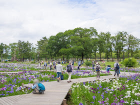 水元公園　菖蒲池