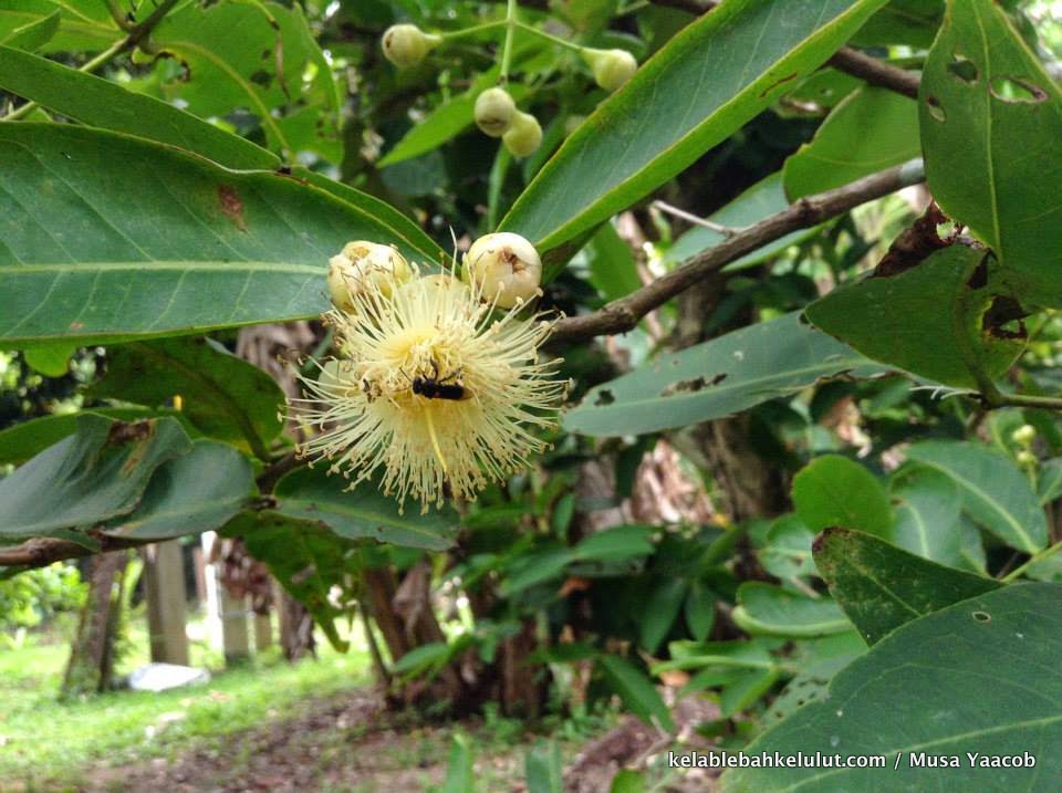  Bunga Jambu Air Syzygium spp Kelab Lebah Kelulut