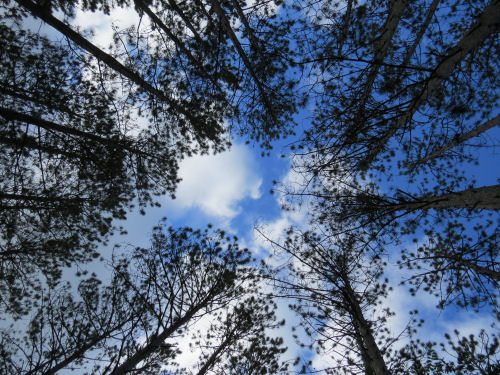 sky through trees