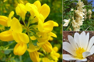 Ver flores montejunto I