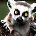 Ring-tailed lemur