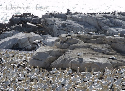 Cape gannets at Bird Island