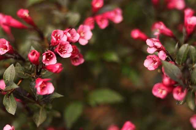 Weigela Florida Plant Care Growing Guide and Tips