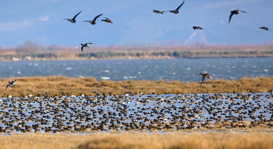 Πάνω από 60.000 πουλιά  καταγράφηκαν στο Δέλτα Έβρου
