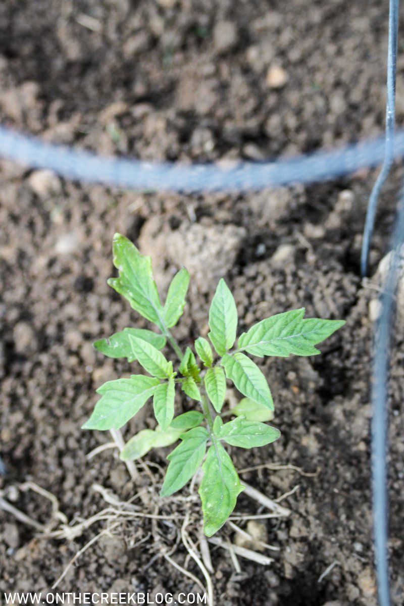 Planting tomatoes in the garden | On The Creek Blog