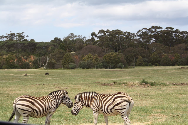 Werribee Zoo Safari