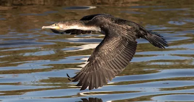 Cormorant in Flight Woodbridge Island, Cape Town (Canon EOS 7D Mark II) 