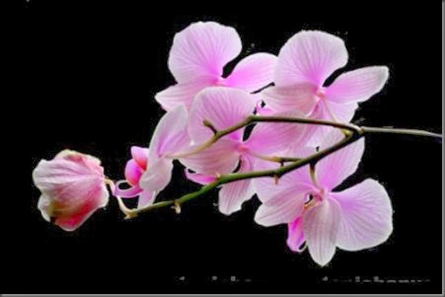 2 phalaenopsis chamade DSC_6241