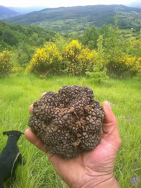 varietà di tartufi in Basilicata