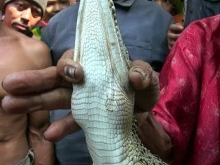 Foto Buaya Pakai Anting Emas di Karawang Jadijadian Atau Hoax