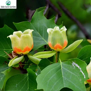 Liriodendron tulipifera - Plant Finder