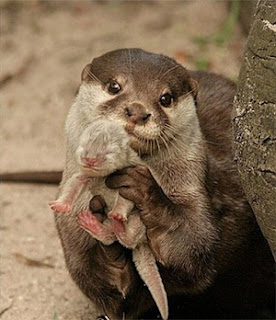 Mama & Baby Otter