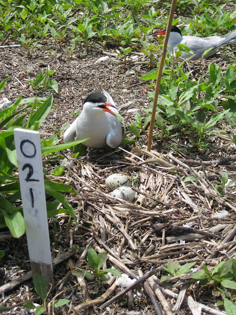 Tern nest