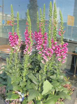 foxglove, Digitalis