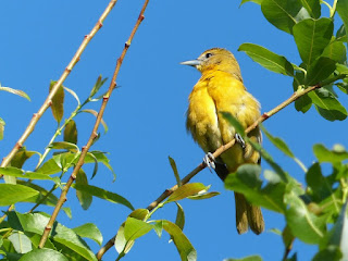 Icterus galbula - Oriole de Baltimore - Oriole du Nord