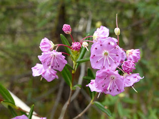 Kalmia à feuilles d'andromède - Kalmia polifolia