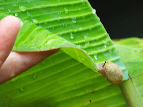 snail on banana leaf