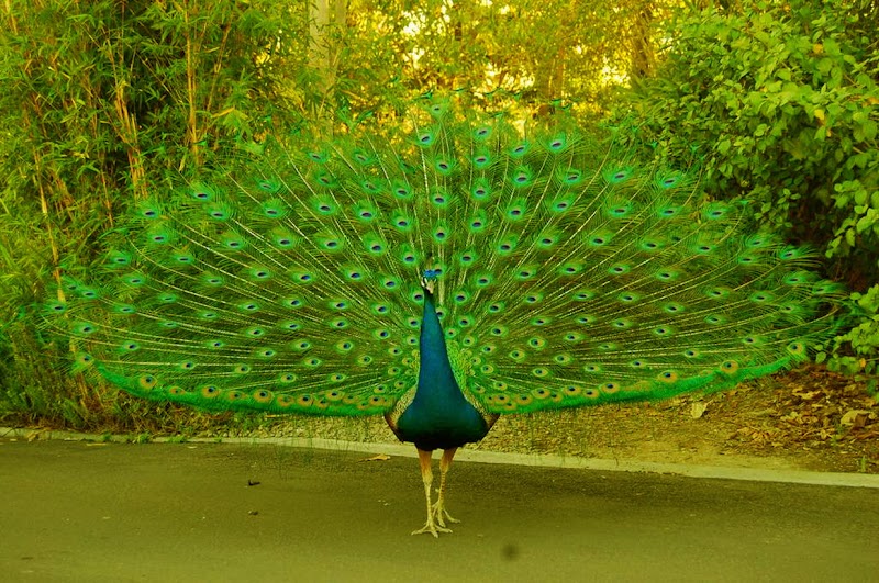 42+ Burung Merak Indonesia, Spesial!