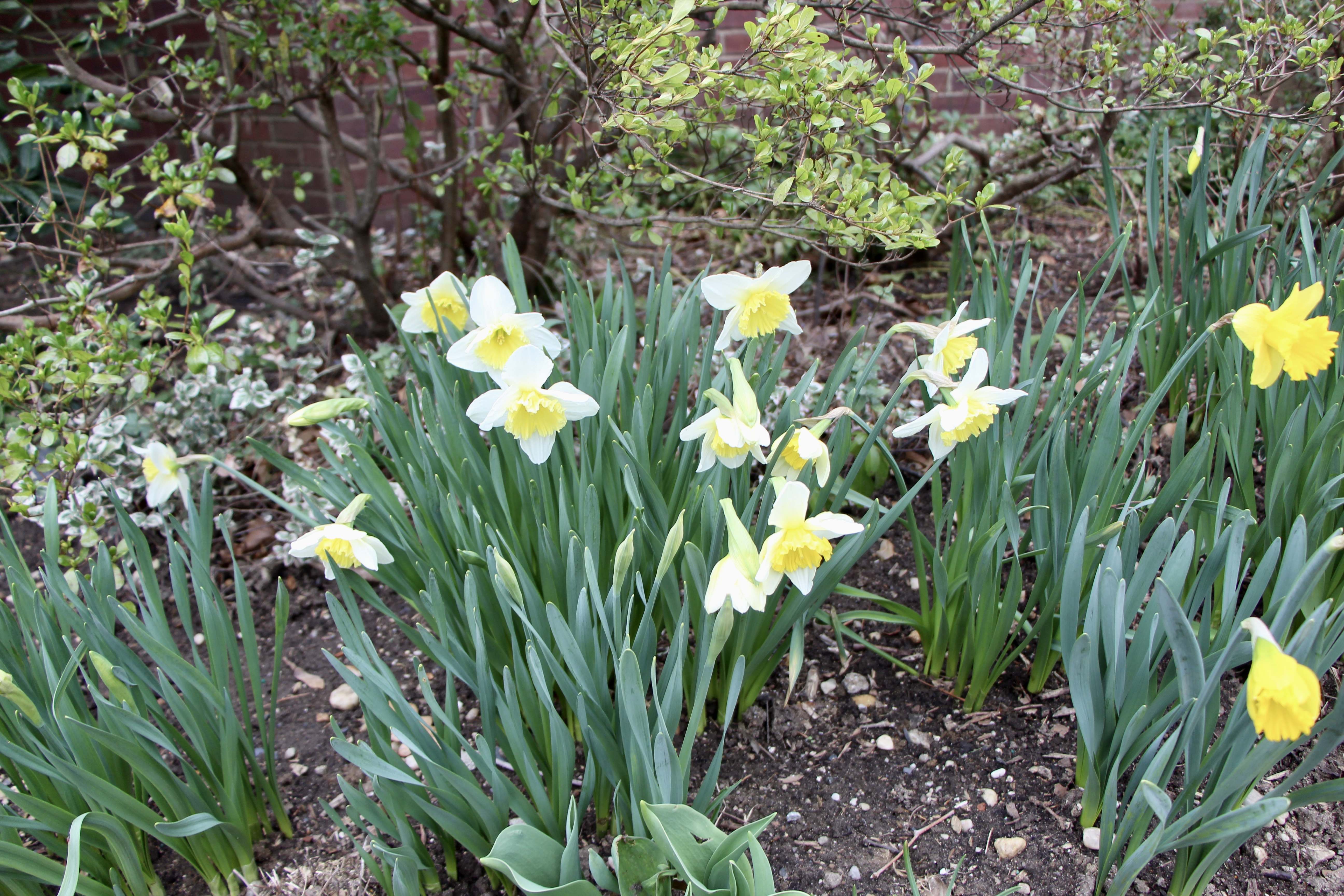april flowers, daffodil, flowers, spring, long island