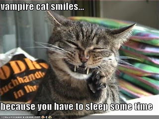 Cat Funny Picture