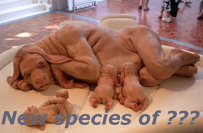 Funny Pictures: Weird species