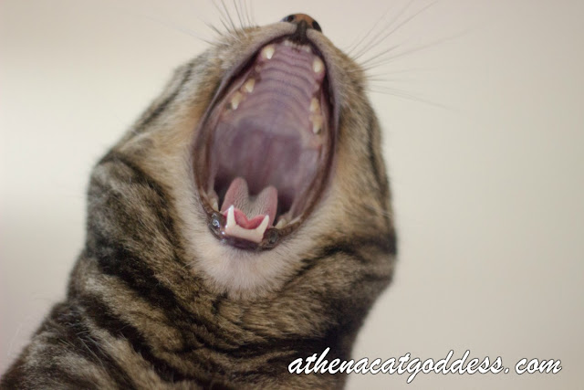 roaring cat