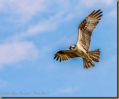 Osprey
