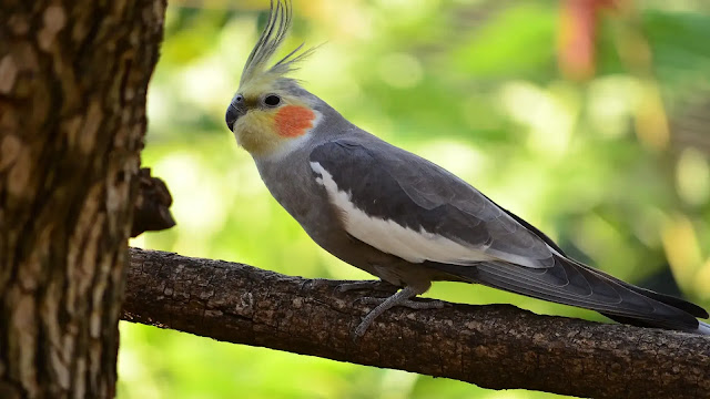 Cockatiels