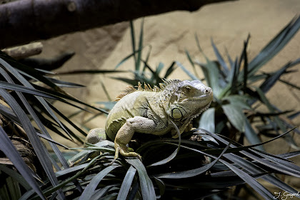 iguane