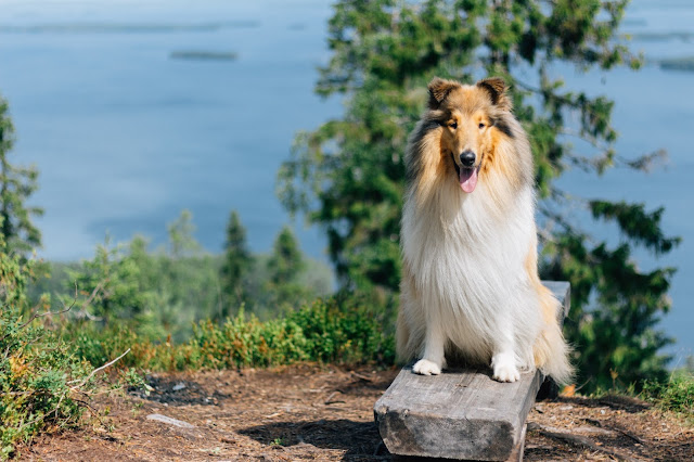 Koli